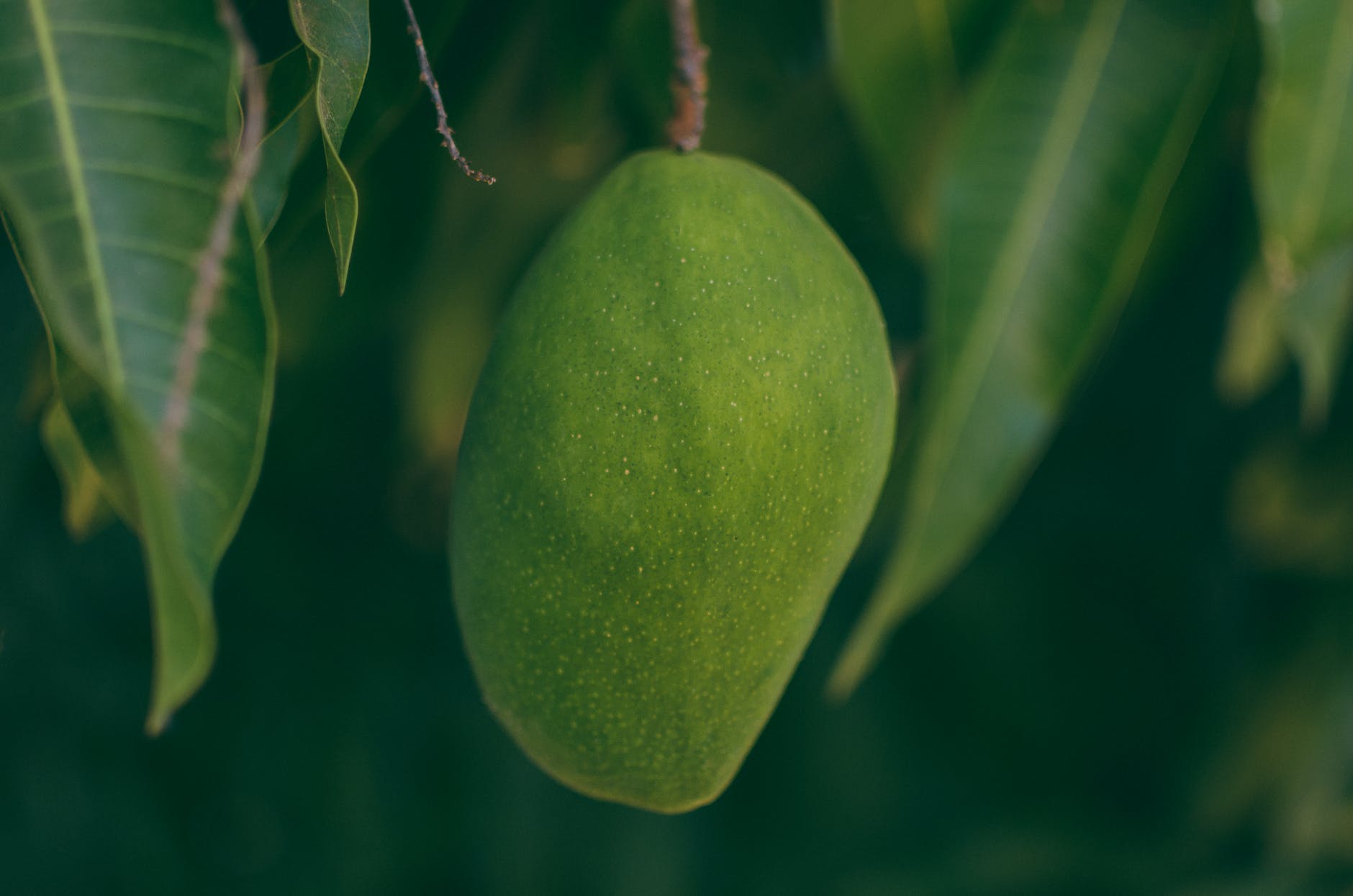 selective focus photography of mango