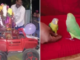 Love Is In The Air: Parrot and Myna Tie The Knot in Madhya Pradesh