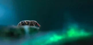 Forget the Lantern Fly: A Mysterious New Pest Sounds the Alarm for American Beech Trees