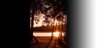 Concept of Whispering Trees Network: Revolutionizing Nature’s Communication