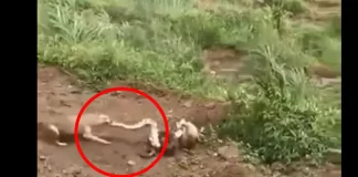 Gir Forest Showdown: Python vs. Fox Fight Between Python and Fox: A Glimpse of Nature's Fierce Encounter