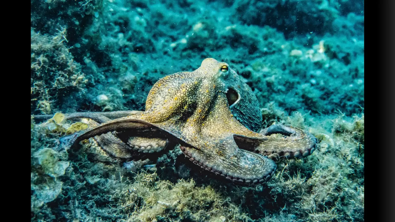 Celebrating World Octopus Day: A Tribute to Nature's Wonders
