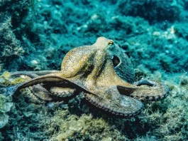 Celebrating World Octopus Day: A Tribute to Nature's Wonders- Photo by Pia B