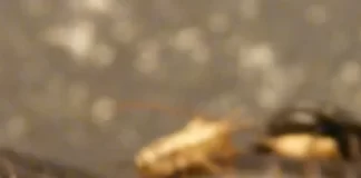 Unveiling Nature’s Headless Wonders: Animals that Defy Decapitation Unveiling Nature's Headless Wonders: Animals that Defy Decapitation