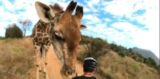 WATCH: Giraffe Stops Biker to Sniff His Helmet, Encounter With ‘Gentle Giant’ WATCH: Giraffe Stops Biker to Sniff His Helmet, Encounter With 'Gentle Giant'