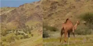 From Barren to Bountiful: The Saudi Desert’s Green Oasis Story camel